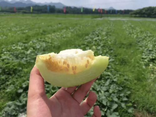 吃瓜网红打卡地 第2张 吃瓜网红打卡地 第2张